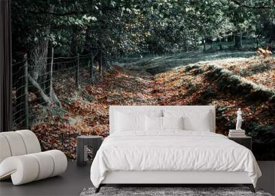 autumn in the woods Wall mural