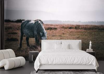 horses in the field Wall mural