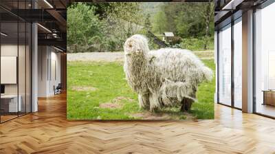 sheep (angora wool) in field Wall mural