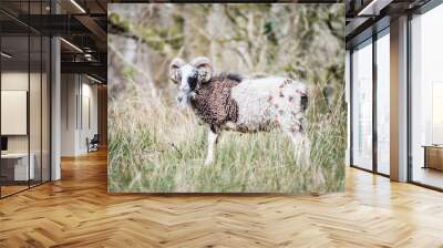 sheep in field Wall mural