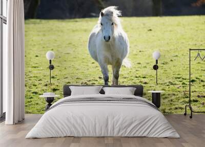 white horse on a meadow Wall mural