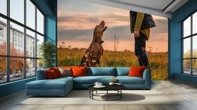 Beautiful Hungarian Vizsla dog and its owner during outdoors obedience training session. Sit and stay command. Woman with hunting dog portrait. Wall mural