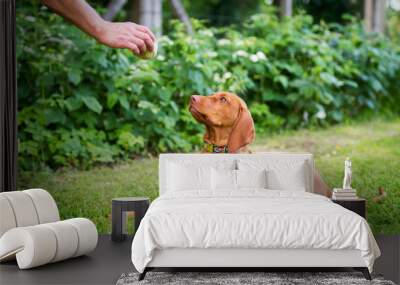 Obedience training. Man training his vizsla puppy the Lie Down Command using ball as positive reinforcement. Wall mural