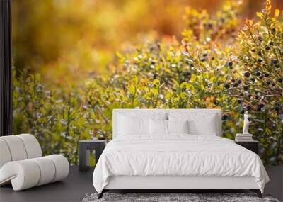 Wild blueberry bush. Dreamy wild blueberries panoramic banner on a sunny day with lens flare and strong bokeh. Wall mural