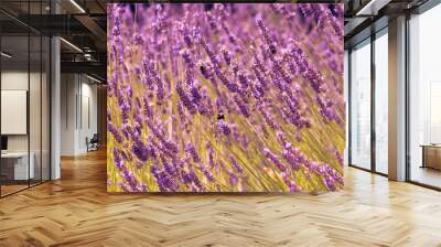 Lavender field on a summer day Wall mural