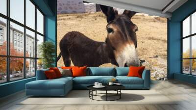 Donkey in a Greek Island Wall mural