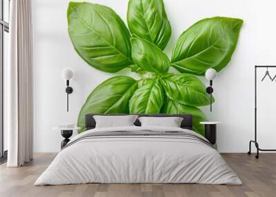 Fresh Basil Leaves on White Background Wall mural