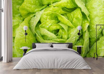 fresh green salad Wall mural