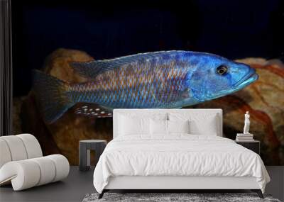 colorful lake malawi cichlid Wall mural