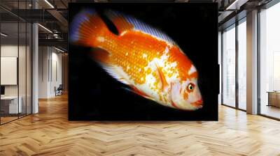 red and white cichlid Wall mural