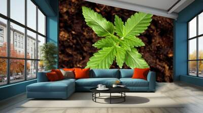 top view of a young marijuana plant, cannabis sativa in soil, concept of home growing of hemp Wall mural