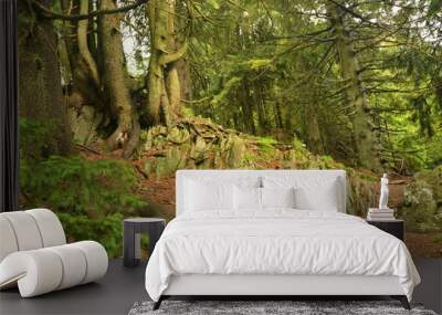 forest in the mountains Wall mural