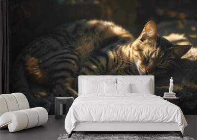 A cat curled up in a sunbeam, its body relaxed and its eyes closed in contentment Wall mural