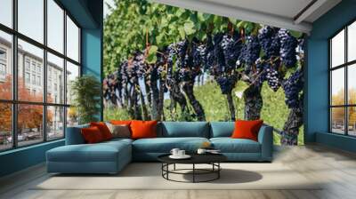 Vineyards in the mountains in South Tyrol in northern Italy, about 15 km south of Bolzano, Pinot Noir Trail Wall mural