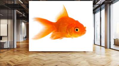 Goldfish Wall mural