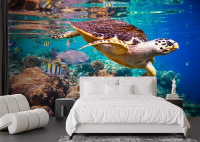 hawksbill turtle - eretmochelys imbricata Wall mural