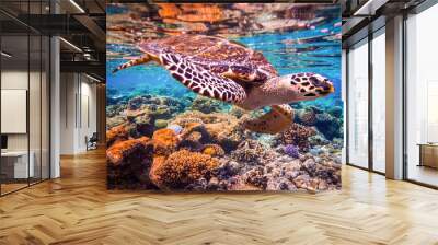 Hawksbill Turtle - Eretmochelys imbricata Wall mural