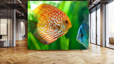 Symphysodon discus Wall mural