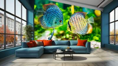 symphysodon discus Wall mural