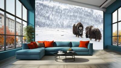 Musk ox from Dovrefjell National Park, Norway. Arctic winter environment. Wall mural