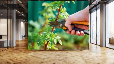 pruning trees in the spring garden and vegetable garden Wall mural