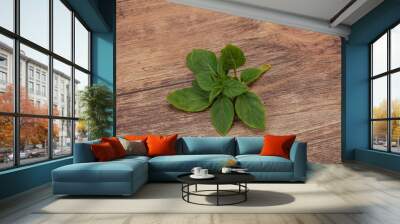 Aroma seasoning - Green Basil leaves Wall mural