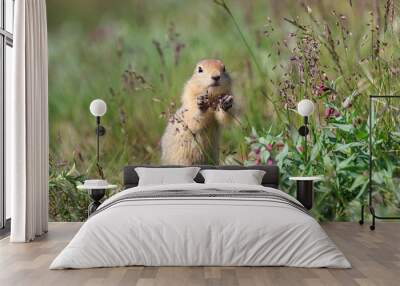 A funny young arctic ground squirrel holds a flower in its paws. Wild animal in its natural habitat in the tundra. Wildlife of Chukotka. Far North Russia. Arctic ground squirrel (Spermophilus parryi). Wall mural