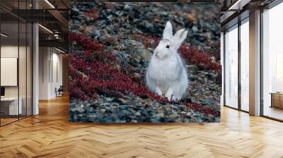 Mountain hare (Lepus timidus). A white hare sits on a mountainside. Hares molt in autumn (summer fur is replaced with white winter fur). Autumn season in the tundra in the Arctic. Wildlife of Chukotka Wall mural