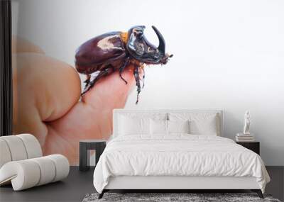 The European rhinoceros beetle (Oryctes nasicornis) is a large flying beetle  Wall mural