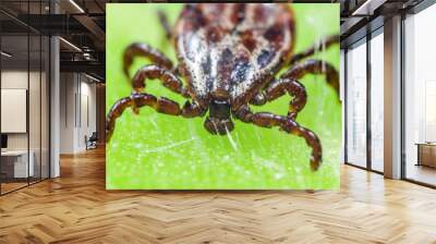 A dangerous parasite and infection carrier mite sitting on a green leaf Wall mural