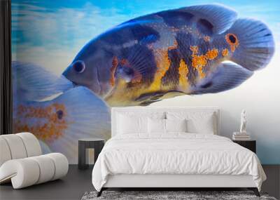 Astronotus ocellatus is a popular aquarium fish in the cichlid family Wall mural