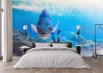 Astronotus ocellatus is a popular aquarium fish in the cichlid family Wall mural