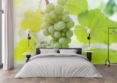 Bunch of ripening green grapes in sunlight Wall mural