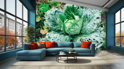 Cabbage leaves eaten by slugs, parasite spoils the harvest Wall mural