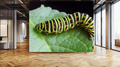 Caterpillar of the Machaon crawling on green leaves, close-up Wall mural