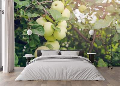 Fresh ripe green apples on tree in summer garden Wall mural