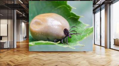 Swollen mite from blood, a dangerous parasite and carrier of infection sits on a leaf Wall mural