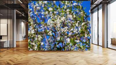 Branches of a cherry tree with blossoming white flowers. On a blurred background other tree branches and blue sky. Spring flowering of fruit trees and plants. In the foreground are two branches. Wall mural