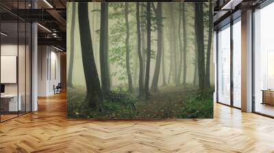 fog in green forest, forest panorama landscape Wall mural