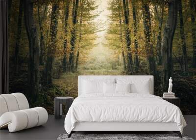 forest path in autumn with yellow leaves on the trees Wall mural