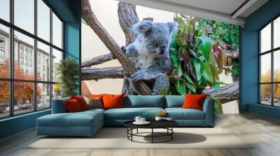 Australian koala joey resting in a eucalyptus tree in Vienna Zoo Wall mural