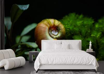 Ramshorn snail with bright shell climbing down bucephalandra aquatic plant in freshwater aquarium Wall mural