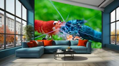 Super crystal red shrimp and blue bolt shrimp eating commercial shrimp food in freshwater aquarium Wall mural