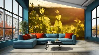 Sunset in autumn vineyard. Tuscany, Italy Wall mural