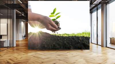 female hands planting young  tree Wall mural