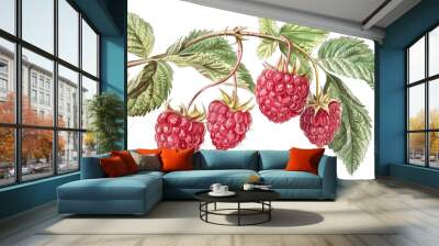 vintage botanical illustration of raspberries, with leaves on the branch, isolated background Wall mural