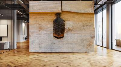 A turkey feather lodged between two boards of a cabin.  Wall mural