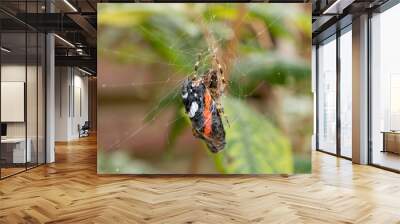 Closeup of a garden orb-weaver cross spider eating a red admiral butterfly captured in its web Wall mural