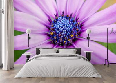 Beautiful purple daisy flower macro close up in garden Wall mural