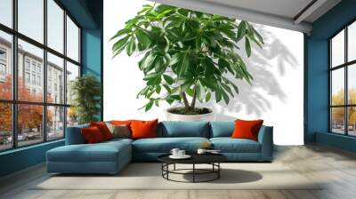 Big plant in a pot, schefflera, isolated, with shadows Wall mural